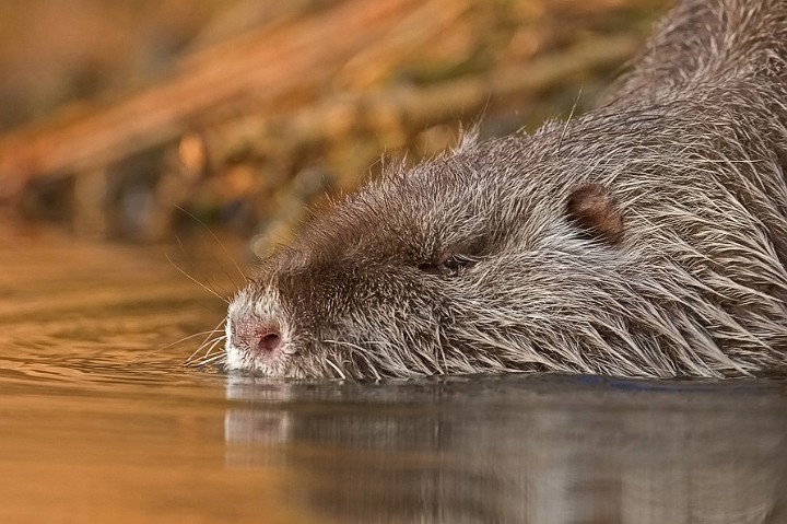 Nutria NSG Kocks Loch